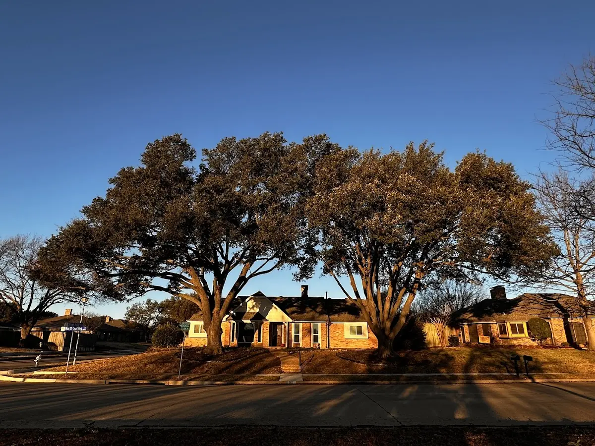 Established residential canopy tree shading a home in Lake Powell